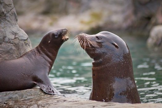 Sea Lions