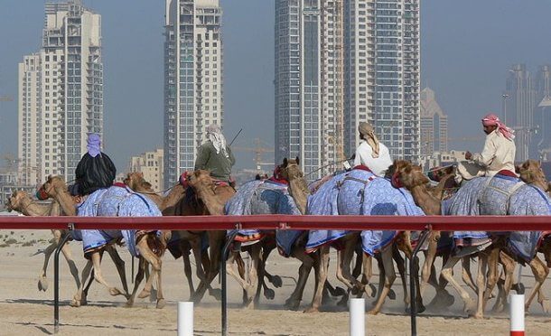 Camel Racing Festival