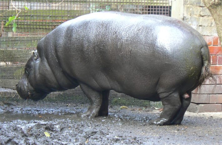 Pygmy Zoo Ajman