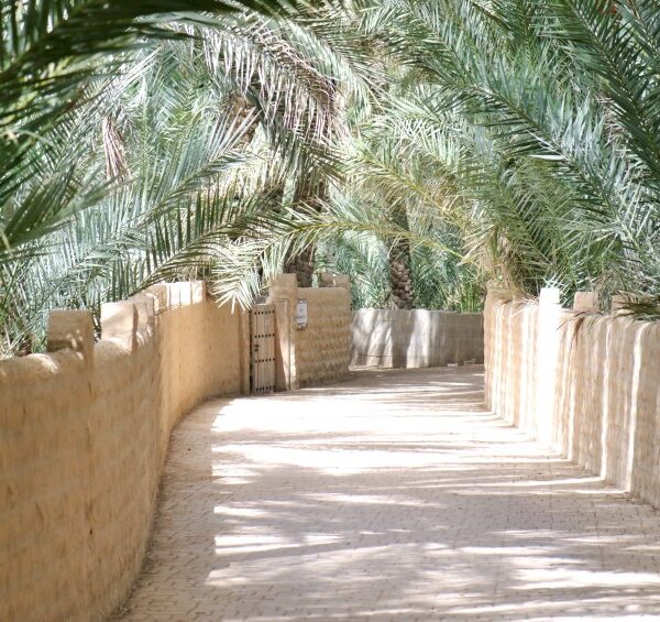 Al ain oasis in Abu Dhabi 