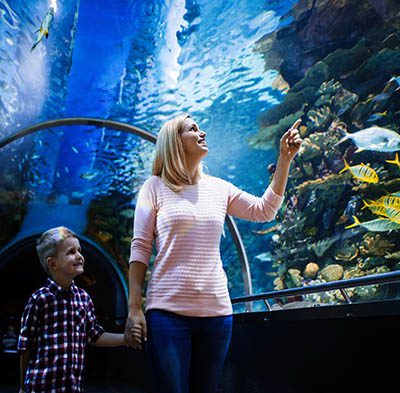 Dubai Aquarium and Penguin Cove Tickets