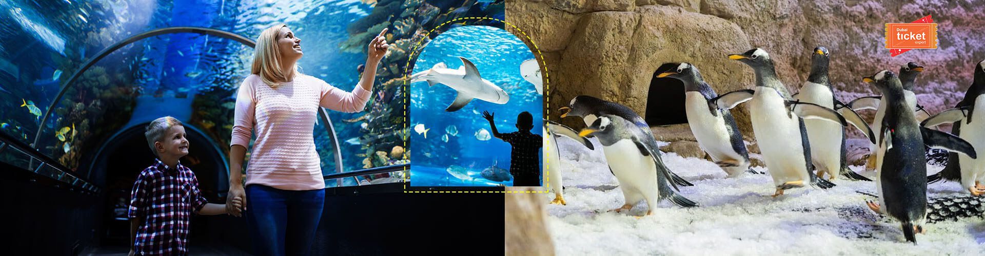 Dubai Aquarium and Penguin Cove Tickets