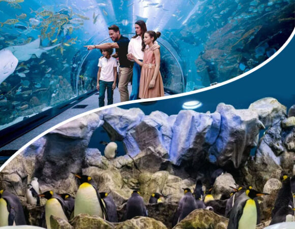 Dubai Aquarium and Penguin Cove Tickets