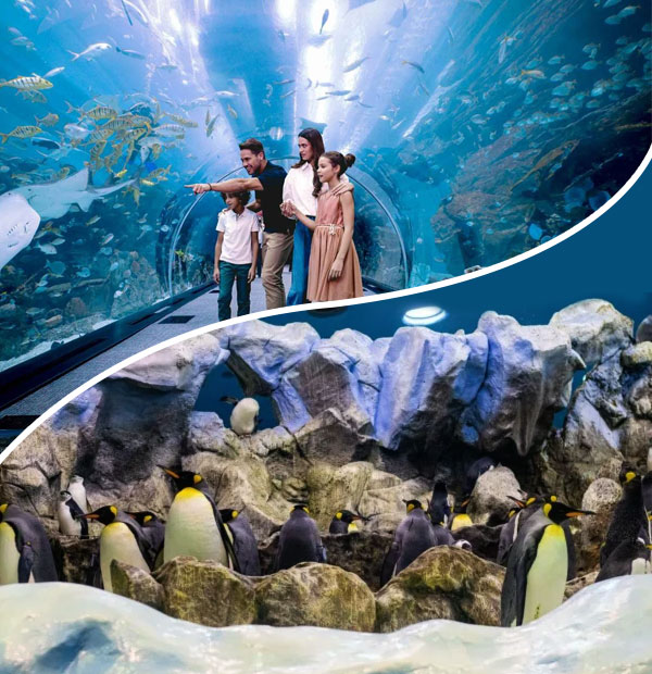 Dubai Aquarium and Penguin Cove Tickets