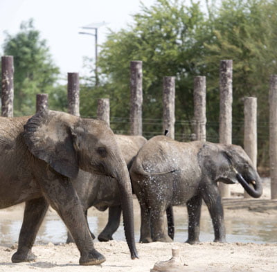 Dubai Safari Park Tickets