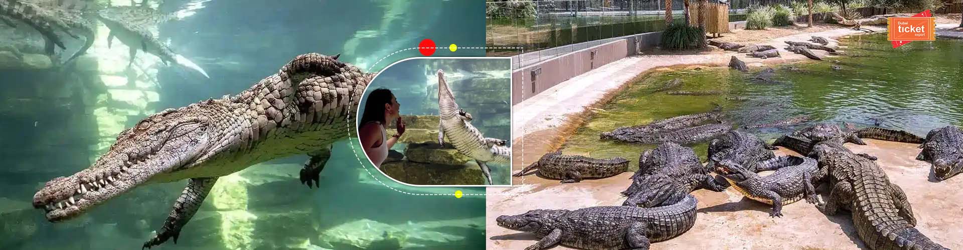Crocodile Park Dubai