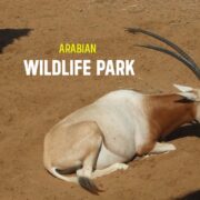 Arabian Wildlife Park Complete Guide