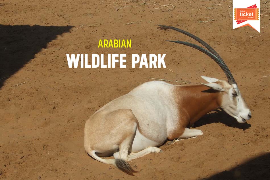 Arabian Wildlife Park