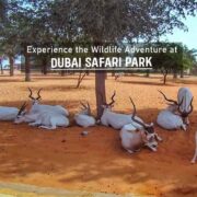 Experience the Wildlife Adventure at Dubai Safari Park