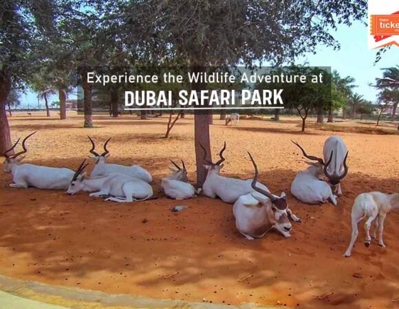 Experience the Wildlife Adventure at Dubai Safari Park