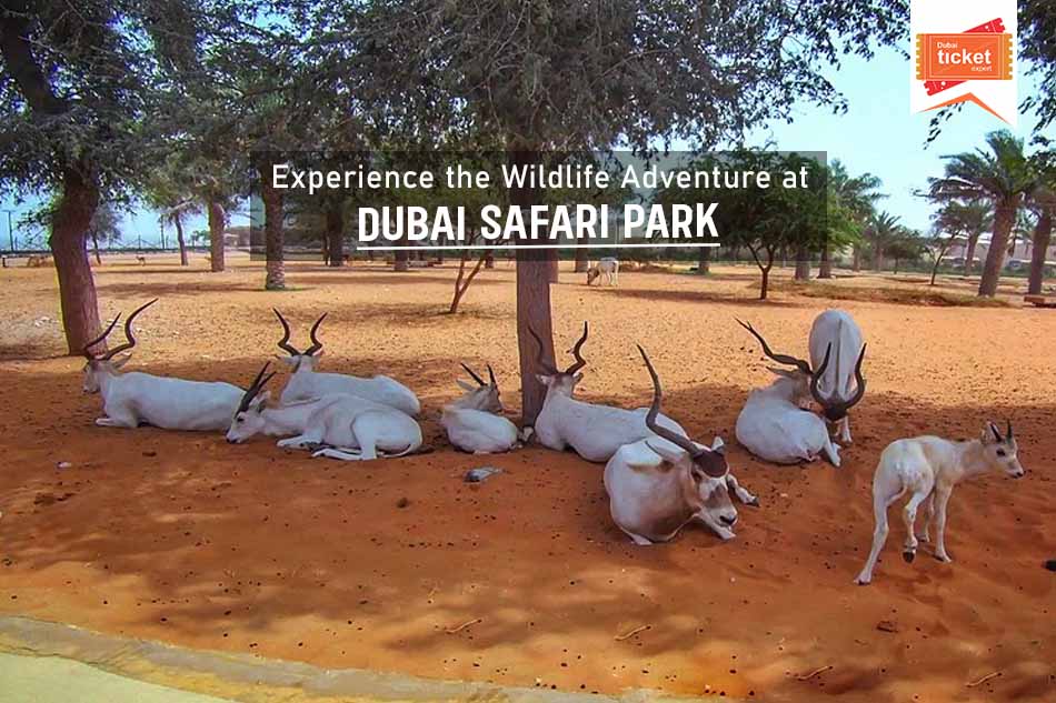 Experience the Wildlife Adventure at Dubai Safari Park