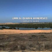 Umm Al Quwain Mangroves