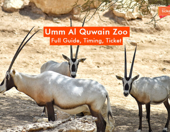 Umm Al Quwain Zoo: Full Guide, Timing, Ticket Price & More