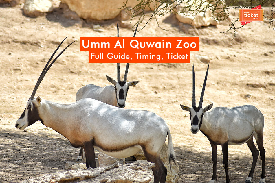 Umm Al Quwain Zoo: Full Guide, Timing, Ticket Price & More