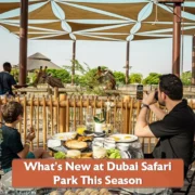 What’s New at Dubai Safari Park This Season