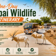 One Day Dubai Wildlife Itinerary