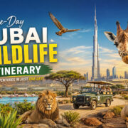 One-Day Dubai Wildlife Itinerary with 5 FAQs